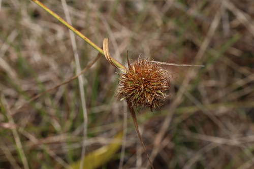 Image of Rhynchospora rubra by (c) Greg Tasney, some rights reserved (CC BY-SA)