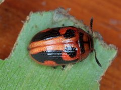 Calomela crassicornis