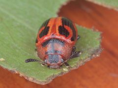 Calomela crassicornis