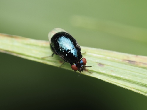 Spaniocelyphus palmi observed 2024-09-15