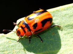 Calomela crassicornis