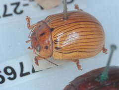 Paropsisterna trimaculata