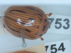 Paropsisterna interlita