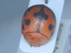 Dicranosterna vexabilis