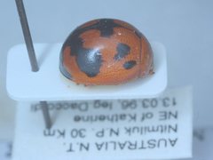 Dicranosterna vexabilis