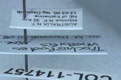 Dicranosterna vexabilis