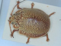 Paropsis dilatata