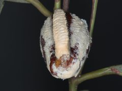Hierodula majuscula