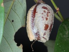 Hierodula majuscula