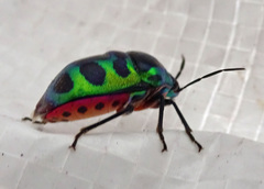 Chrysocoris stollii