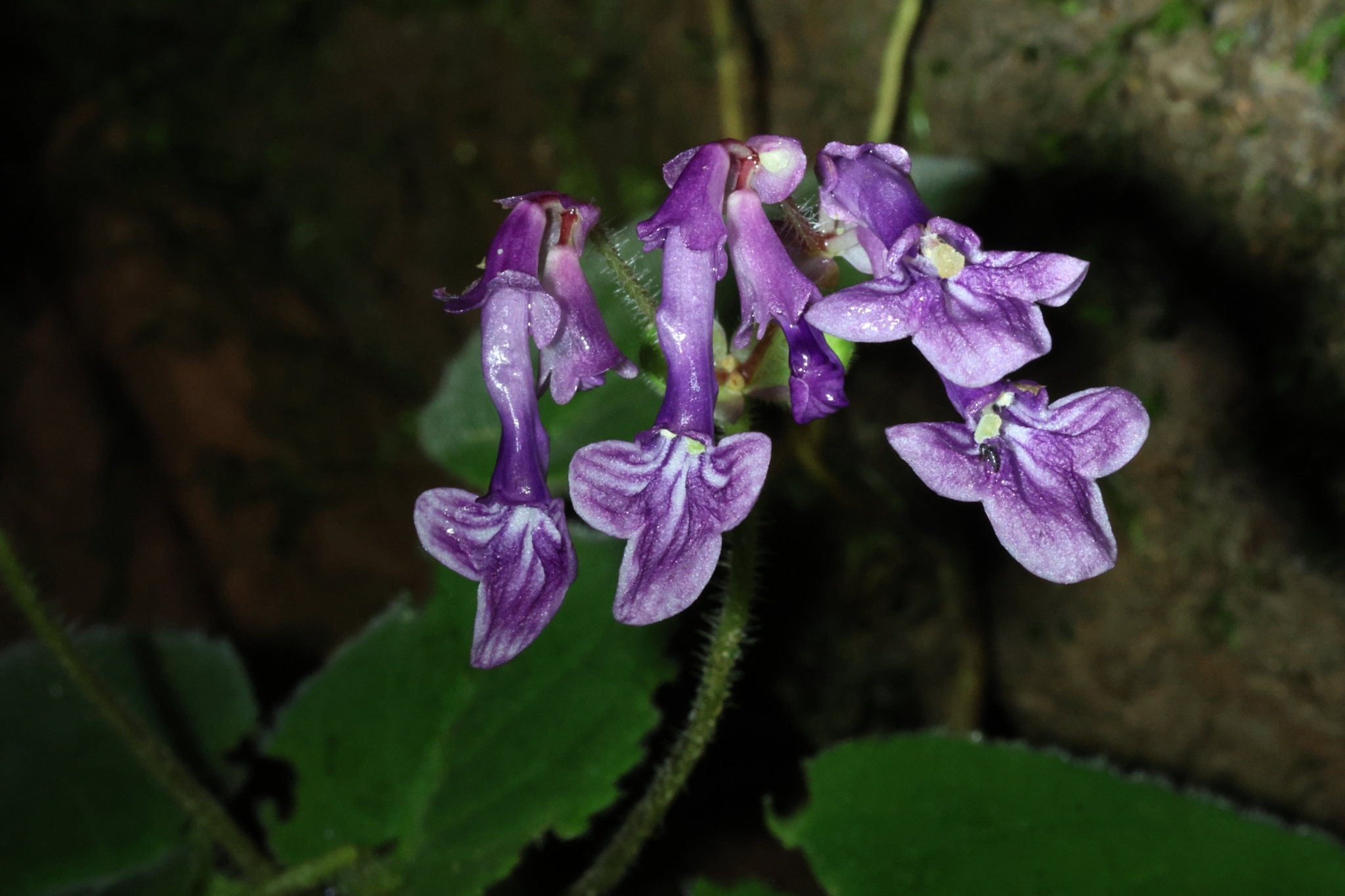 Didymocarpus purpureopictus