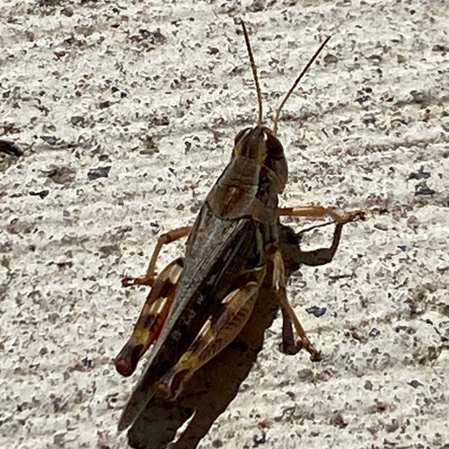 Gladston's Spur-throat Grasshopper photo 5