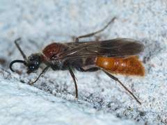 Sphaeropthalma imperialis