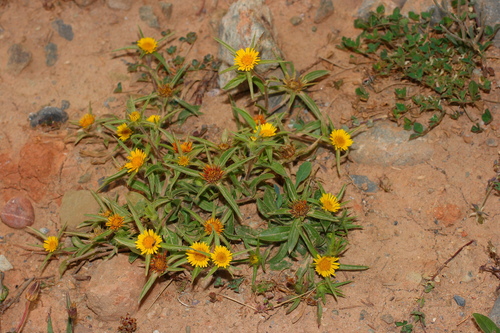 Spiny Starwort
