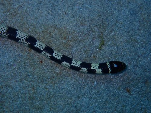 Western Turtle-headed Sea Snake