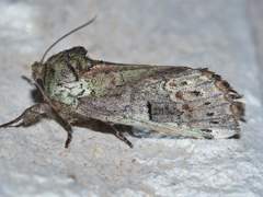 Coelodasys errucata