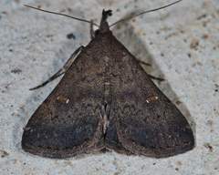 Hypenula cacuminalis