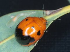 Paropsisterna octomaculata