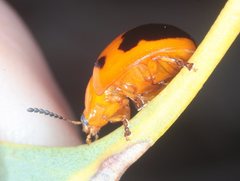 Paropsisterna octomaculata