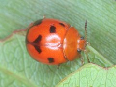 Dicranosterna vexabilis