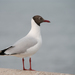 Brown-headed Gull - Photo (c) Rushen, some rights reserved (CC BY-SA)