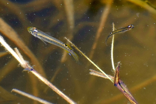 Green panchax (Aplocheilus blockii) — Aplocheilidae — 5