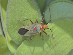 Dysdercus argillaceus