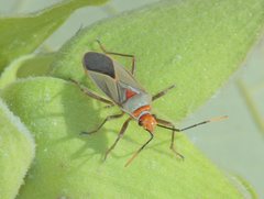 Dysdercus argillaceus