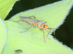 Dysdercus argillaceus