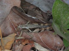 Stenocatantops angustifrons