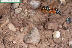 Onychopterocheilus eckloni