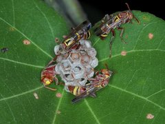 Polistes stigma townsvillensis