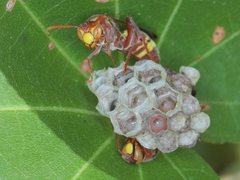 Polistes stigma townsvillensis