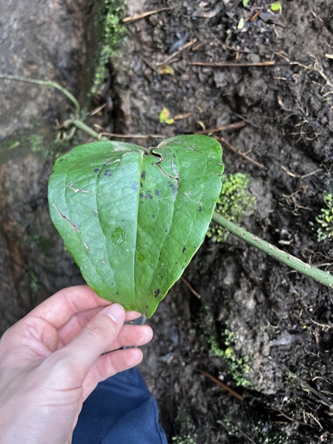 Smilax canariensis, photograph 1