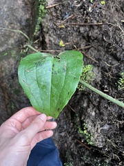 (c) Alex Stuart, some rights reserved (CC BY) Smilax canariensis, photograph (c) Alex Stuart, some rights reserved (CC BY)