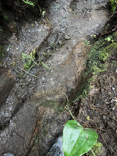 Smilax canariensis, photograph 2