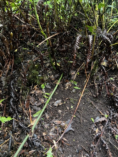 Smilax canariensis, photograph 3