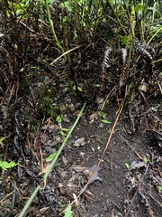 (c) Alex Stuart, some rights reserved (CC BY) Smilax canariensis, photograph (c) Alex Stuart, some rights reserved (CC BY)