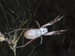 Trichonephila edulis