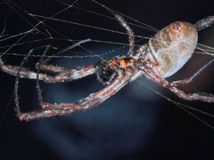 Trichonephila edulis
