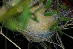 Trichonephila edulis