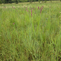 Liatris pycnostachya