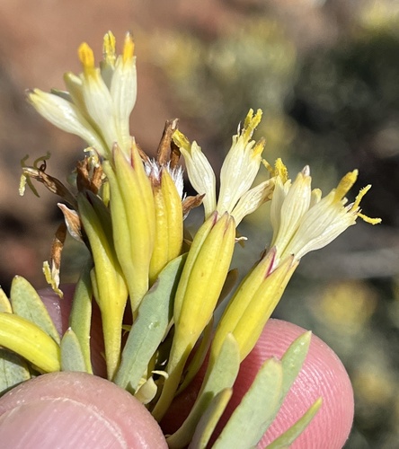 Image of Lopholaena cneorifolia by (c) Dave U, some rights reserved (CC BY-SA)