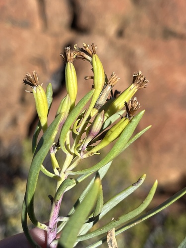Image of Lopholaena cneorifolia by (c) Dave U, some rights reserved (CC BY-SA)