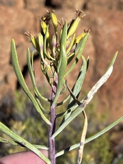 Lopholaena cneorifolia, photograph (c) Dave U, some rights reserved (CC BY-SA)