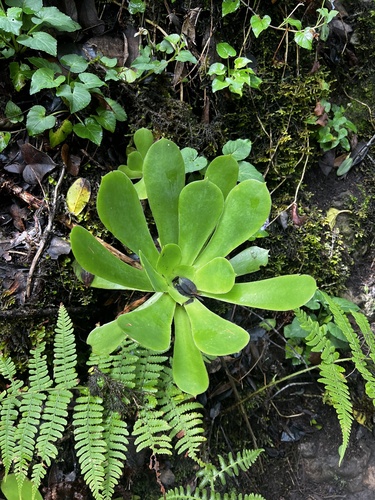 Aeonium cuneatum