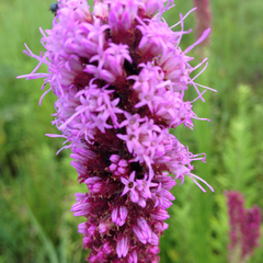 Liatris pycnostachya