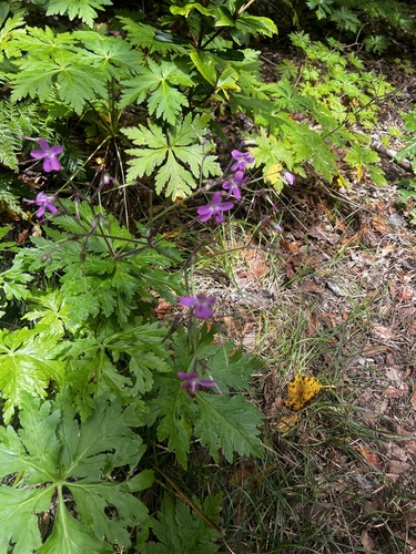 Image of Geranium reuteri by (c) Alex Stuart, some rights reserved (CC BY)
