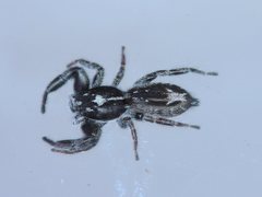 Ocrisiona melancholica