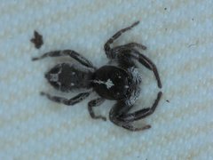 Ocrisiona melancholica